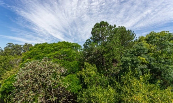 Jardim Planalto