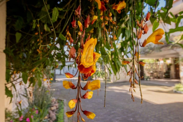 Jardim Isabel